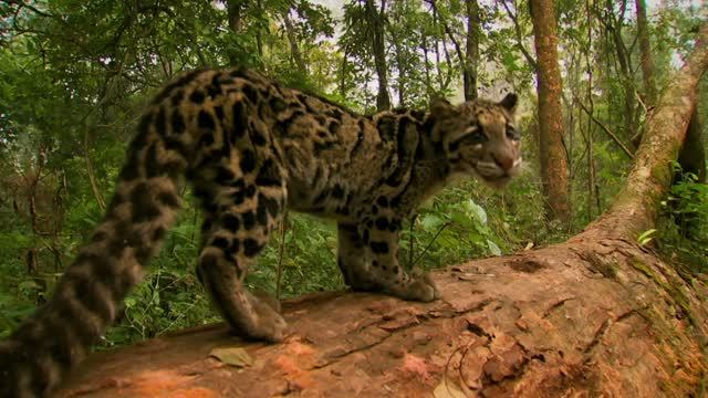 Индийский леопард / India's Wild Leopards (на русском)