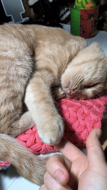 🔥Ну самое удобное место 😸 #котики #вязаниекрючком #мойавгуст #crochet #knitting