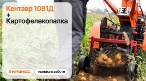 Обзор: Мотоблок Кентавр 1081Д (Toyokawa) с картофелекопалкой в работе