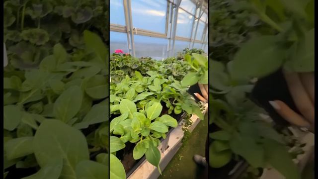 Формировка рассады петунии из семян 🌿