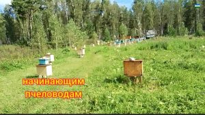 начинающим пчеловодам