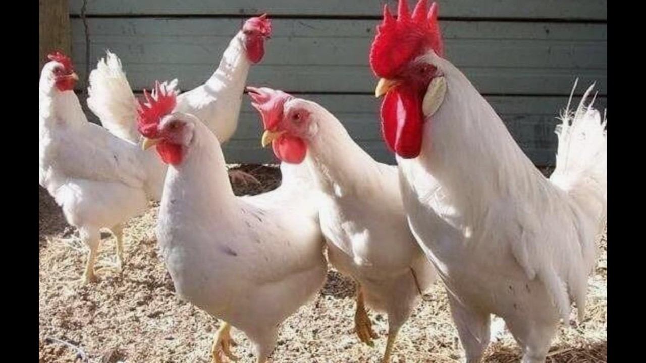Почему одни куры несутся годами, а другие бросают после первого сезона