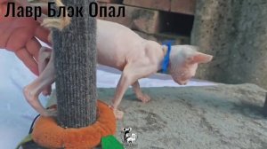 актирование Л