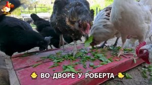 Содержание кур в домашних условиях и других птиц во дворе у Роберта 🐣🐤🦆🐔🪿🦃 (575)