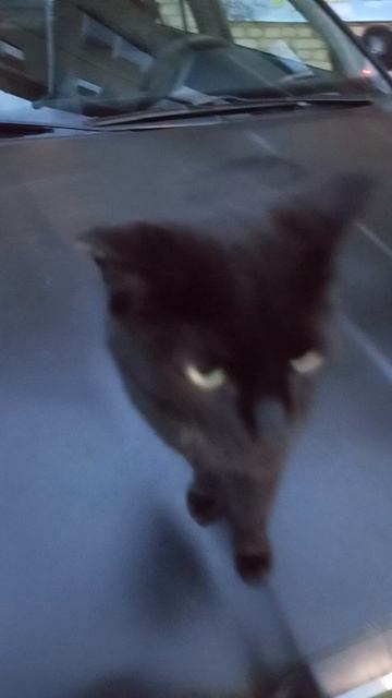 Просто встретила кошку 🐱