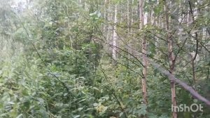 Съездили в лес за грибами,. Грибов нет, НО грибы есть