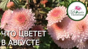 Что цветет в августе