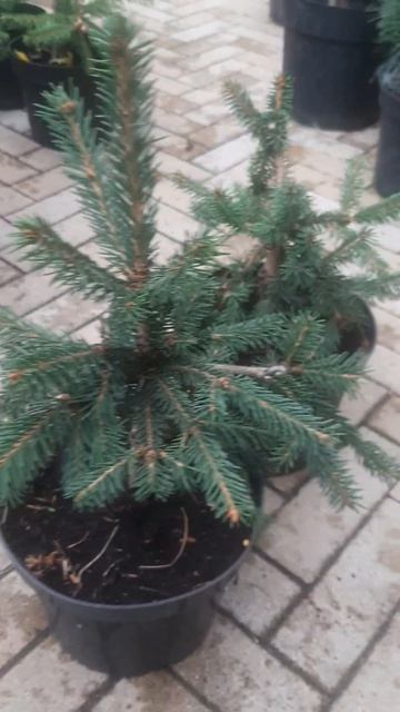 ❤🌲Ель Пендула Ротенхаус 
✔Продажа растений в макс и телеграм канале:  Https://t.me/love_is_hvoiny_dv