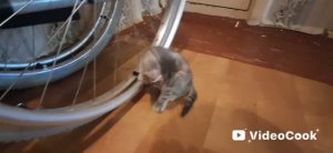 Влог/343/ Крашусь дома/ Котята подросли/ Брательнику не позавидуешь...