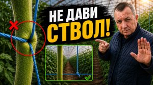 Томаты в теплице быстрая подвязка без пережима ствола — 2 способа для шпалеры