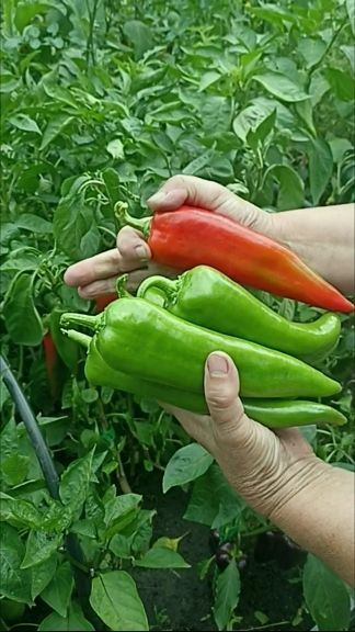 Коронный цветок у перца. Удалять или нет