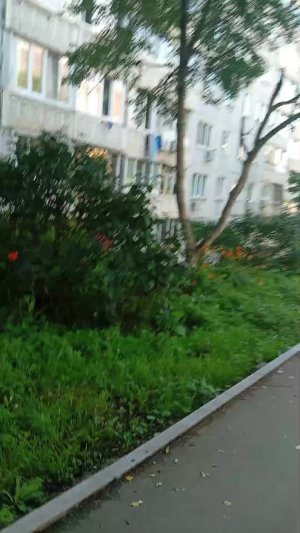 реми