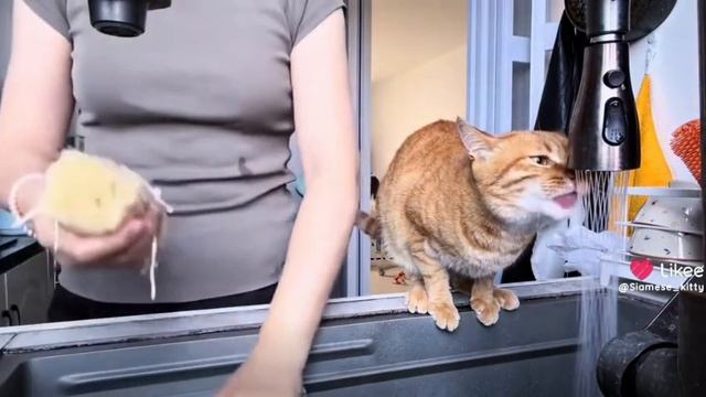 У меня есть ещё аквариум
