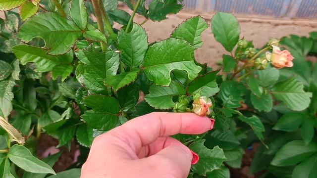 Не кочегары мы, не плотники...🌺😊