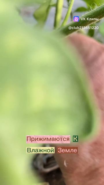 Фитофтора