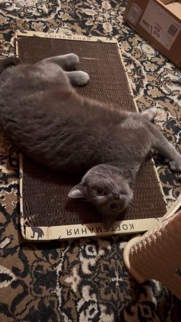 Котику супер-понравилась когтеточка!❤️