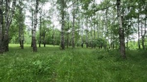хорошо гуляю по лесу 43
