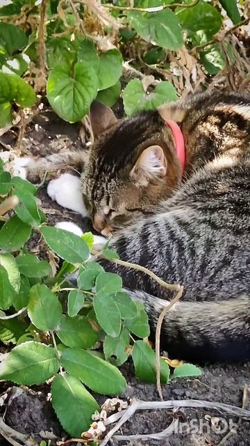 хорошо быть котом, дрыхнуть в теньке