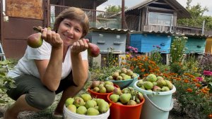 Жаркий август: сажаем картошку и собираем урожай | Наши дела на стройке
