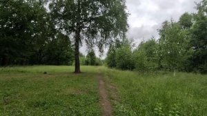 хорошо гуляю по лесу 50