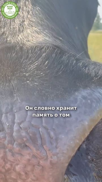 Бык Абхиманью ищет опекуна