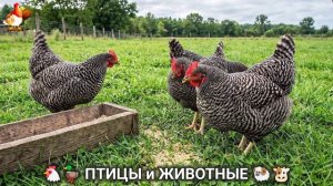 Сельские мотивы 🐏🐓🐇 Видео для души и радости 🌞 (63)
