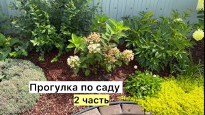 Прогулка по молодому саду в начале августа!