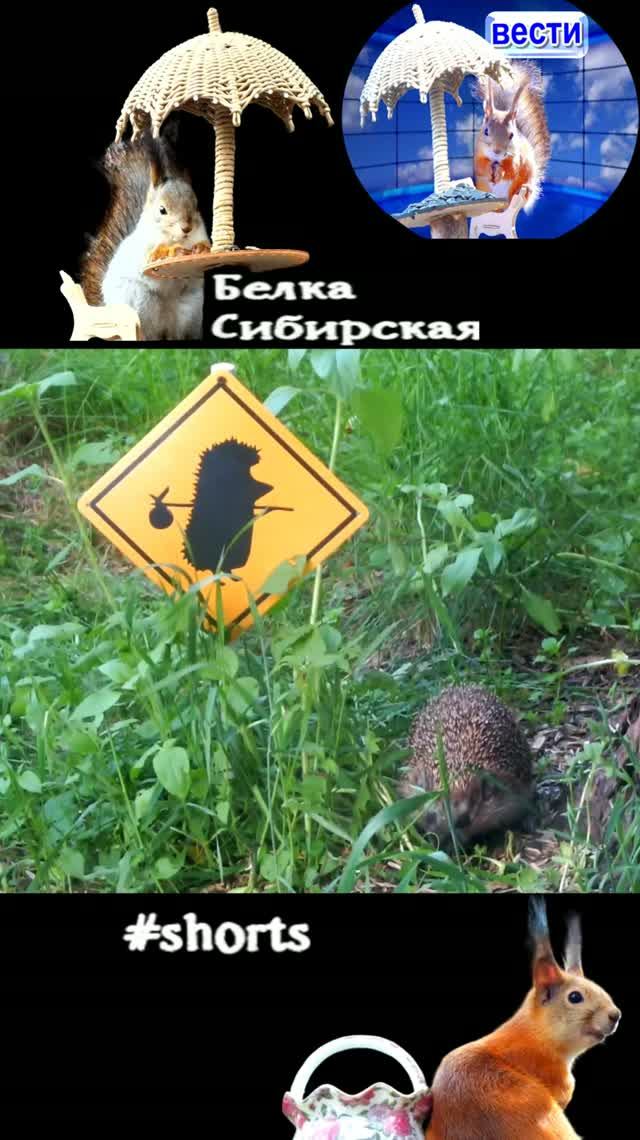 Осторожно, ежик в тумане или новая фишка на кормушке