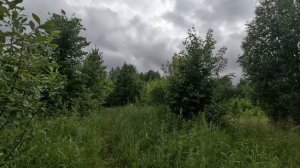 гуляю по лесу 27