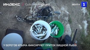 У берегов Крыма фиксируют приток хищной рыбы