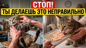 Как дать таблетку коту и выжить？ Секреты спокойного лечения без царапин