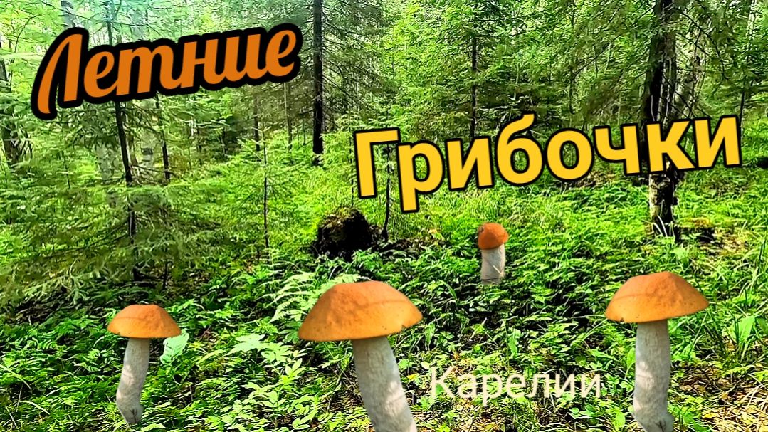 Такие грибки грех не собрать!