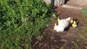 В гостях  утиных яселек 🐥 Гуси 🪿 на прогулке. Рыжий кот Фокс 🐱 откуда-то пожаловал