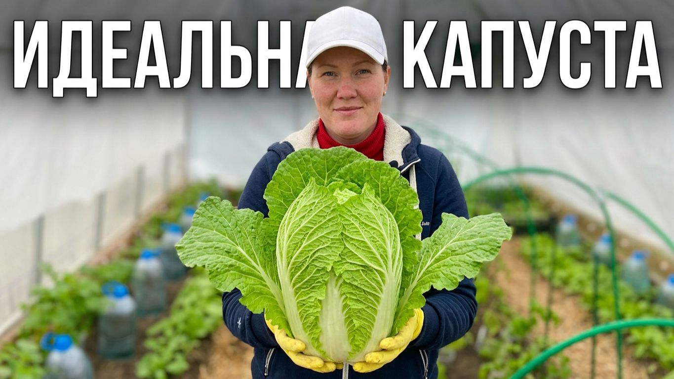 Высаживаем пекинскую и китайскую капусту