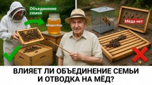 📉 Замена матки во время взятка: почему это снижает медосбор на 30–50%? Отвечает Кашковский 🐝🍯