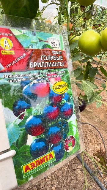 Томаты сезона 2026 в нашей теплице! 🍅