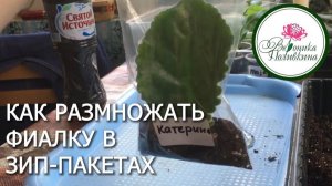 Фиалки в зип пакетах