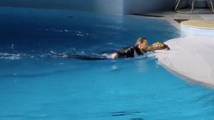 Выступление морских львов в Новосибирском дельфинарии