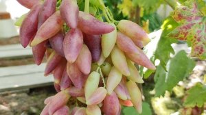 КРАСНЫЙ САБЛЕВИДНЫЙ!🍇🍇🍇 РОЗОВЫЙ САБЛЕВИДНЫЙ!🍇🍇🍇 Telegram, WhatsApp, Vlber и MAX +79528500417.