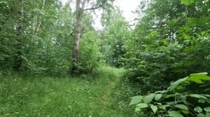 хорошо гуляю по лесу 37