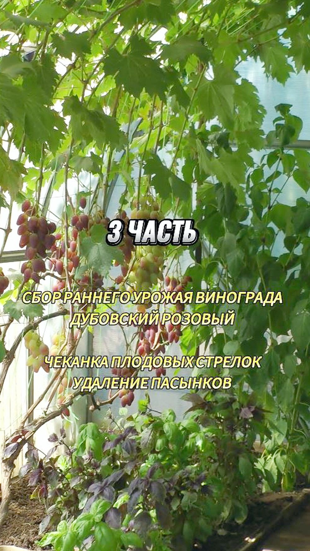 3. Работы в теплице в июле - августе. 3 часть. Сбор урожая винограда Дубовский розовый