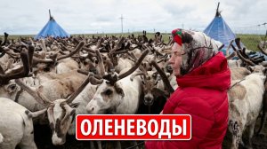 Северсталь. Оленеводы