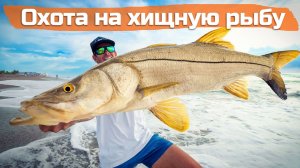 Рыбалка с берега:  массовый заход кефали и охота на хищную рыбу