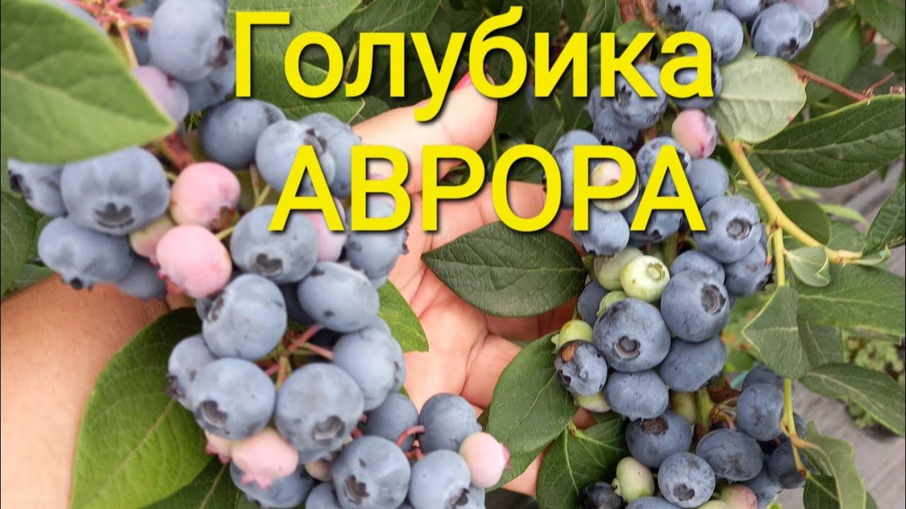 Сорт голубики Аврора. Плюсы и минусы сорта 🫐
