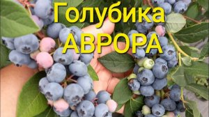 Сорт голубики Аврора. Плюсы и минусы сорта 🫐