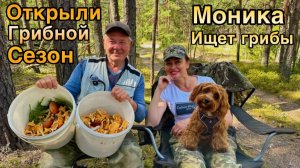 Грибной сезон 2026 / собираем грибы с Мальтипу / Грибы под Лугой