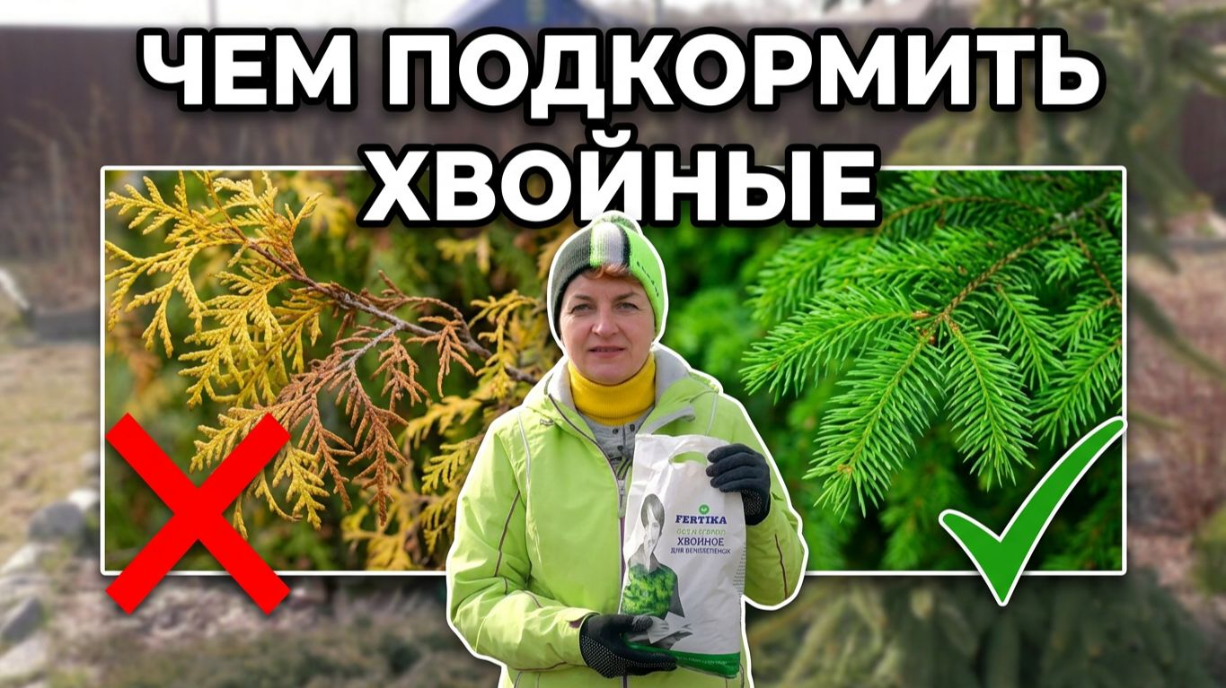 Чем подкормить 50 хвойных растений