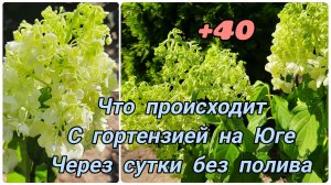 Юг ➕️40 ☀️ Что происходит с гортензией в жаре при горячем ветре, сутки без полива 🥵
