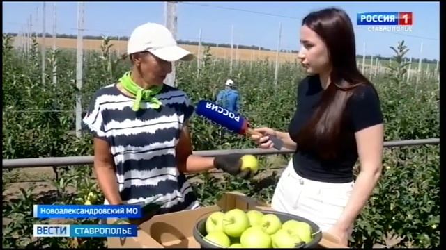 В четырех округах Ставрополья начался сбор урожая яблок