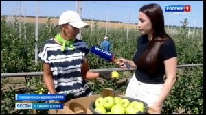 В четырех округах Ставрополья начался сбор урожая яблок